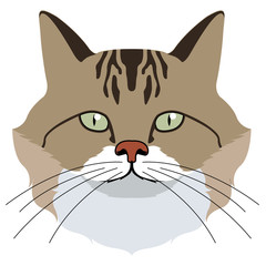 Avatar of a cat. Cat breeds