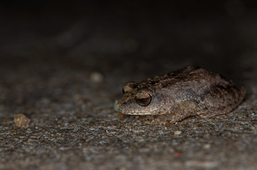 Night Frog