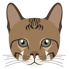 Avatar of a cat. Cat breeds