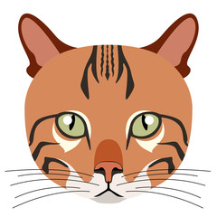 Avatar of a cat. Cat breeds