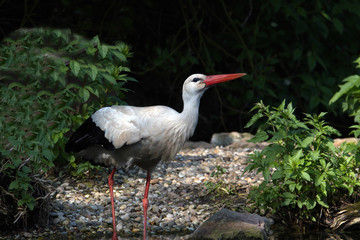 Weißstorch Weissstorch Weisstorch