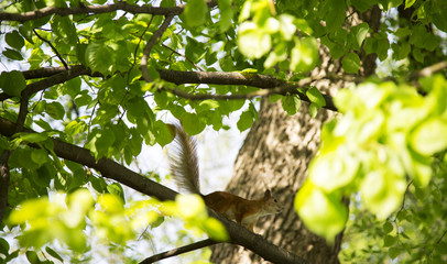 A fiery red squirrel on the tree.