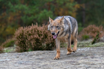 Obraz premium Gray (or Grey) Wolves (Canis lupus) in the Bayerischer Wald National Park in Bavaria, Germany
