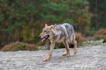 Gray (or Grey) Wolves (Canis lupus) in the Bayerischer Wald National Park in Bavaria, Germany