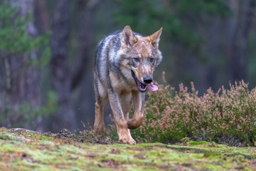 Naklejka na ściany i meble Gray (or Grey) Wolves (Canis lupus) in the Bayerischer Wald National Park in Bavaria, Germany