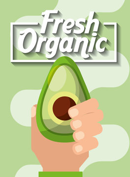 hand holding vegetable fresh organic avocado vector illustration
