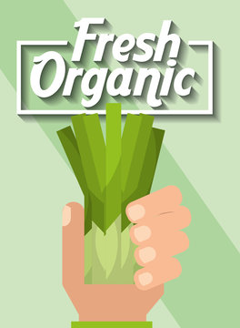 hand holding vegetable fresh organic chives vector illustration