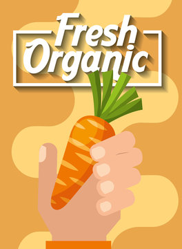 hand holding vegetable fresh organic carrot vector illustration