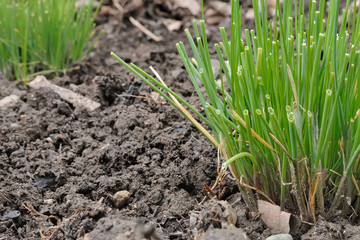 Cultivez votre ciboulette en pot ou au jardin !