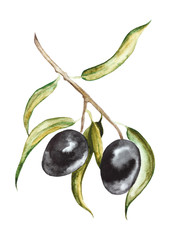 Black olives on branch with leaves. Hand drawn watercolor illustration  isolated on a white background.