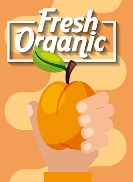 hand holding fresh organic fruit peach vector illustration