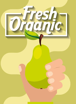 hand holding fresh organic fruit pear vector illustration