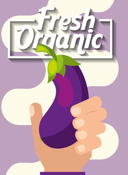 hand holding vegetable fresh organic eggplant vector illustration