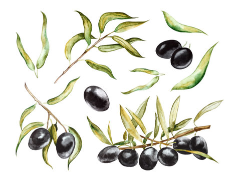 Black olives on branches with leaves. Hand drawn watercolor illustration  isolated on a white background.