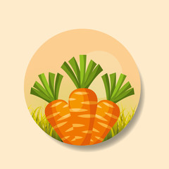 plantation vegetable harvesting carrot image vector illustration