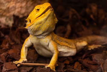 Yellow Lizard