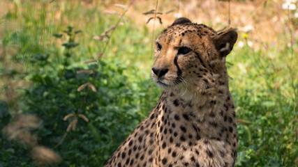 Cheetah