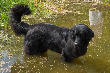 Hovawart dog in a pond
