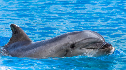 Fototapeta premium Dolphin