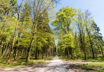 Weg durch den grünen schönen Wald mit blauem Himmel und Ästen 