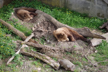 Schlafende Bären in Tierpark