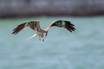 Black Kite  (Milvus migrans) in flight