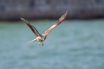 Fototapeta premium Black Kite (Milvus migrans) in flight