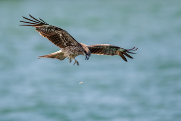 Black Kite  (Milvus migrans) in flight