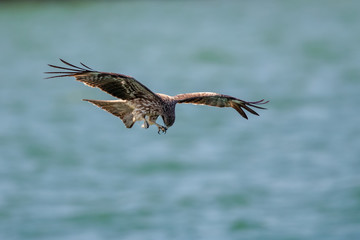Black Kite  (Milvus migrans) in flight