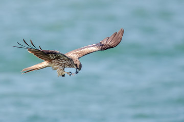 Black Kite  (Milvus migrans) in flight