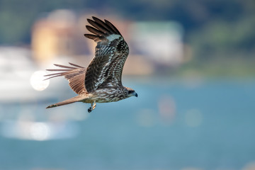 Black Kite  (Milvus migrans) in flight