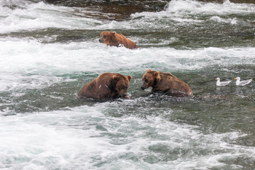 Grizzly bear in Alaska Katmai National Park hunts salmons (Ursus arctos horribilis)