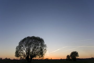 Large willow, view after sunset