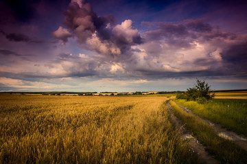 Sunset over Polish wheat fields © RafalDlugosz