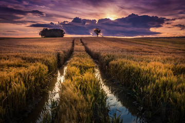 Sunset over Polish wheat fields © RafalDlugosz