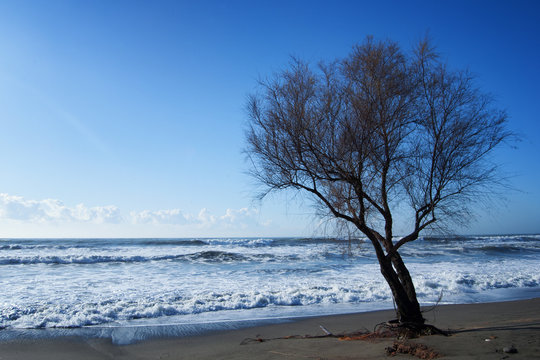 Tamarisk On The Sea