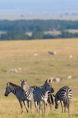 Obraz premium Zebra flock on the african savannah