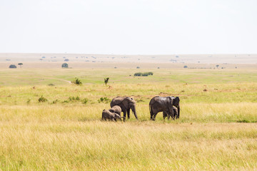Naklejka na ściany i meble Elephants with calves on the savanna in Africa