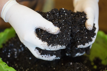 Hands in white gloves are mixed with mineral fertilizers