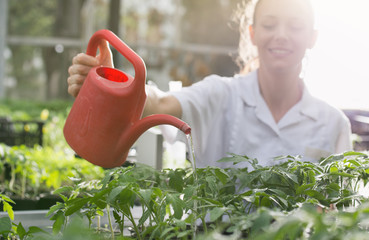 Woman watering seedlings in greenhouse