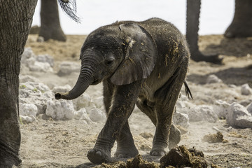 Fototapeta premium Elefantenkalb im Etosha Nationalpark