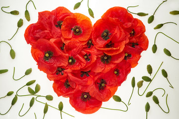 Czerwone serce z kwiatów maków na białym tle, wokół wijące się plemniki (zielone pędy kwiatów) - obrazy, fototapety, plakaty