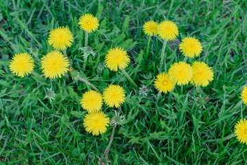 Blooming yellow dandelion flowers in garden on spring time. Medical herb and food ingredient