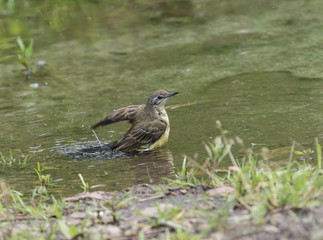 Wagtail in water, Motacilla werae,natural environment