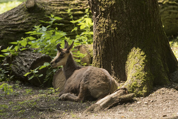 Chamois alone on the tree. Karlsruhe, Germany, Europe