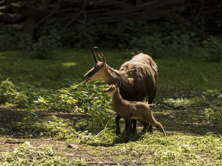 Chamois with child at the edge of the forest. Karlsruhe, Germany, Europe