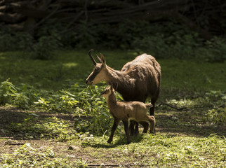 Chamois with child at the edge of the forest. Karlsruhe, Germany, Europe