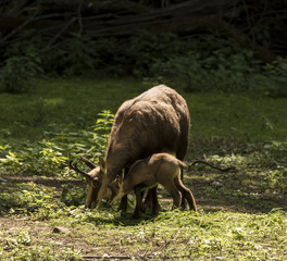 Chamois with child at the edge of the forest. Karlsruhe, Germany, Europe