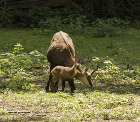 Chamois with child at the edge of the forest. Karlsruhe, Germany, Europe