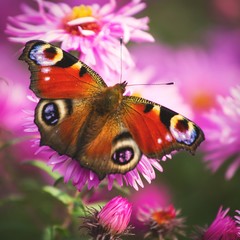 Motyl - pawie oczko na fioletowych kwiatach, w ogrodzie zdjęcie z bliska 